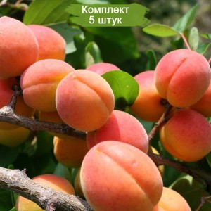 Саженцы колоновидного Абрикоса Санни -  комплект 5 шт.