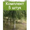 Саженцы березы повислой до 40 см. -  комплект 5 шт.