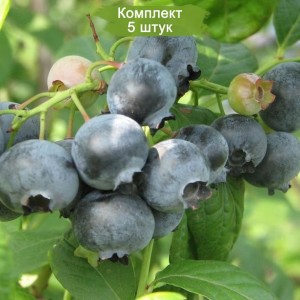 Саженцы черники Топ Хат (Top Hat) -  комплект 5 шт.