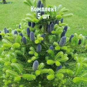 Комплект 5шт / Ель Корейская 20-40 см