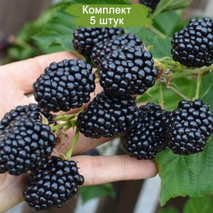 Саженцы ежевики Лох Тей (Loch Tay) -  комплект 5 шт.
