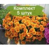 Саженцы хризантемы оранжевой мультифлоры Молфетта Оранж (Molfetta Orange) -  комплект 5 шт.