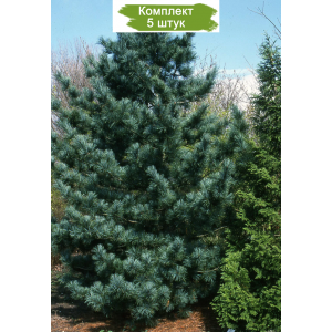 Саженцы кедра Корейского от 150 см -  комплект 5 шт.