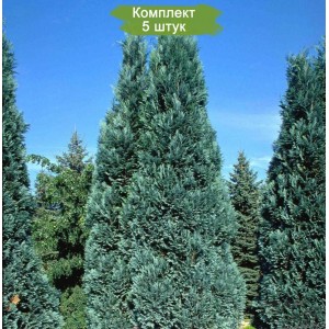 Саженцы кипарисовика Туевидного от 150 см -  комплект 5 шт.