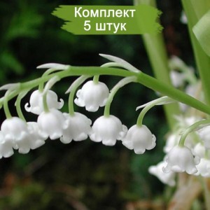 Луковицы ландыша садового Грандифлора -  комплект 5 шт.