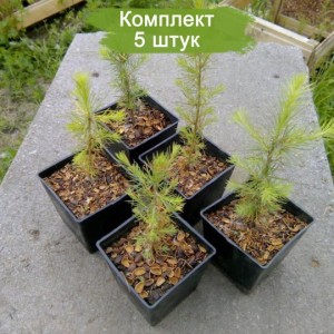 Саженцы лиственницы Сибирской до 20 см -  комплект 5 шт.
