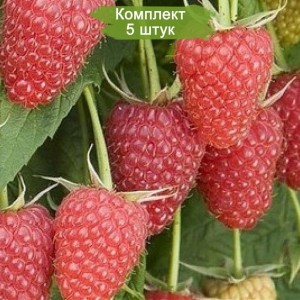 Саженцы ремонтантной малины Атлант (Красная) -  комплект 5 шт.