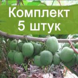 Саженцы Облепихи Жемчужина  -  комплект 5 шт.