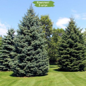 Саженцы пихты Сибирской 100-150 см -  комплект 5 шт.