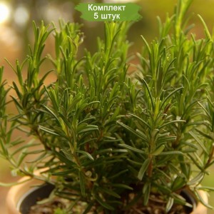 Комплект 5шт
 / Розмарин 20-40 см