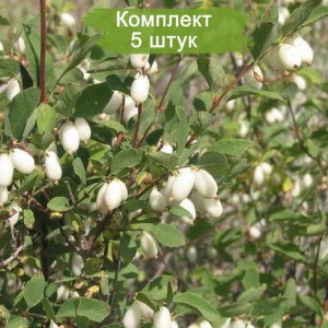 Саженцы снежноягодника горолюбивого -  комплект 5 шт.