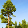 Комплект 5шт / Сосна Желтая до 20 см