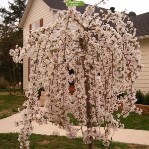 Саженцы Яблони плакучей Пендула (Pendula) -  комплект 5 шт.