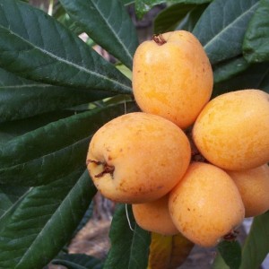 Саженец мушмулы японской Шампань (Champagne)