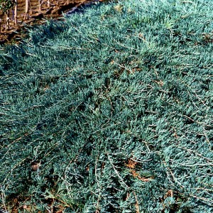 Саженец можжевельника казацкого Глаука