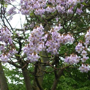 Саженец павлонии катальполистной