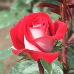Роял минуэто роза фото и описание
