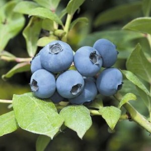 Саженец голубики Шантеклер (Chanticleer) 