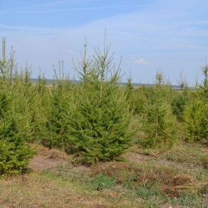 Сеянец Лиственницы европейской (10-20 см)