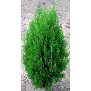 Саженец Туи Книжной до 30 см