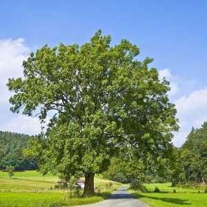 Саженец ясеня Обыкновенного (40-60 см)