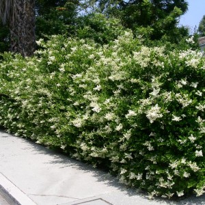 Саженец бирючины обыкновенной