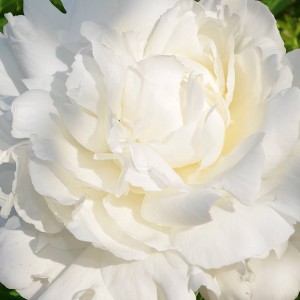 Саженец пиона Ann Cousins (Энн Казенс )