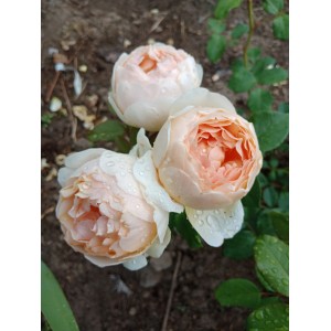 Саженец шраб розы Джуд Обскур /Джуд зе Обскур (Jude the Obscure)