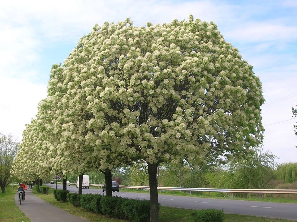 В белом деревца. Ясень манновый. Ясень манновый (Fraxinus ornus). Ясень манный. Ясень белый Мечек.